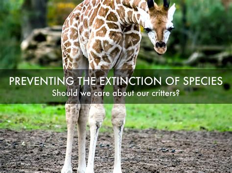 how to avoid animal extinction