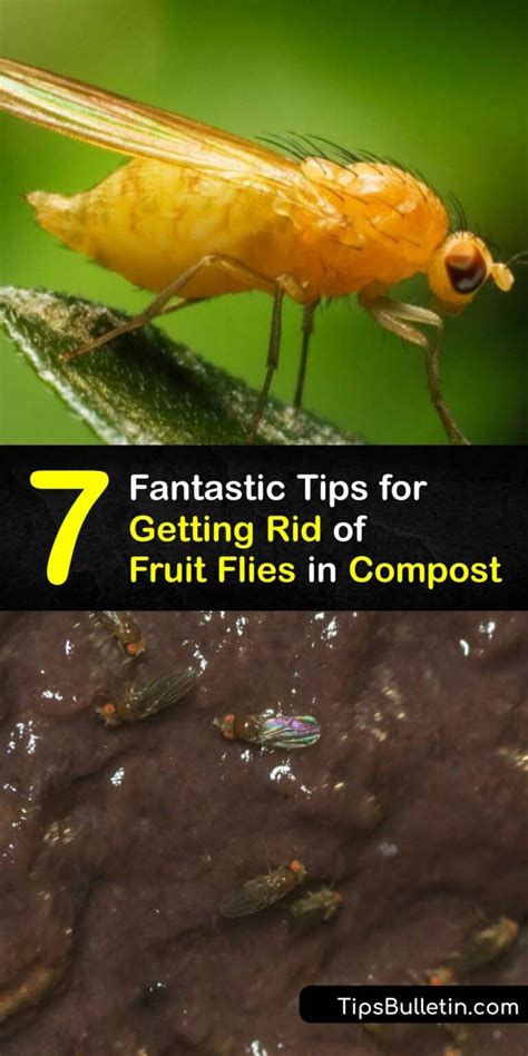 how to avoid flies in compost
