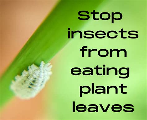 how to avoid insects in plants