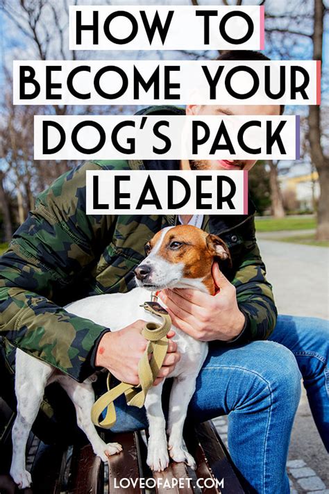 how to be pack leader with dog