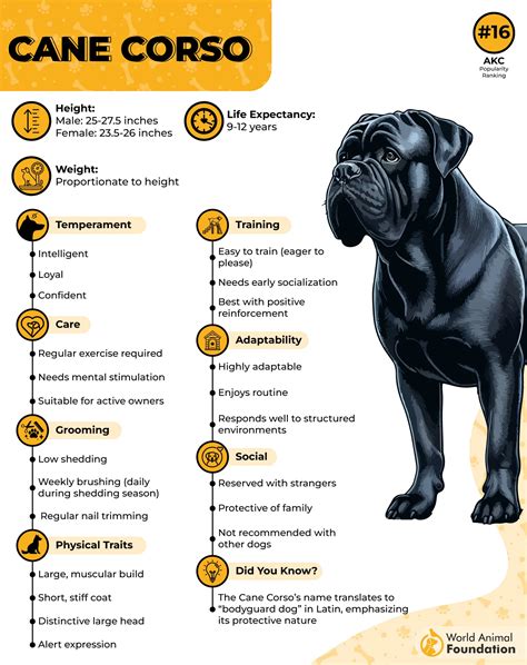 how to breed your cane corso