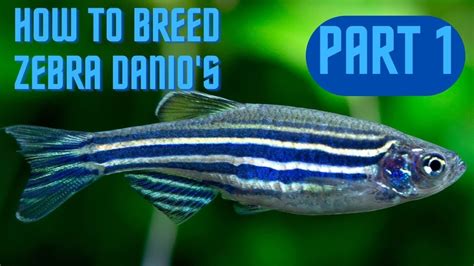 how to breed zebra danios