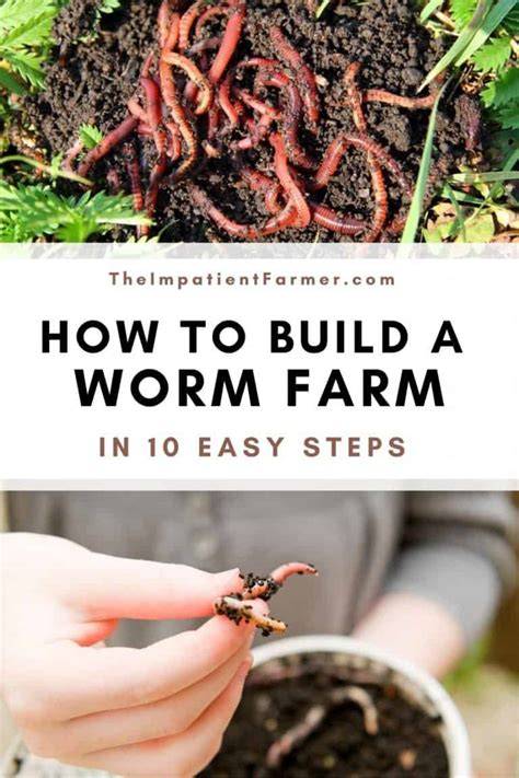 How To Build A Worm Farm