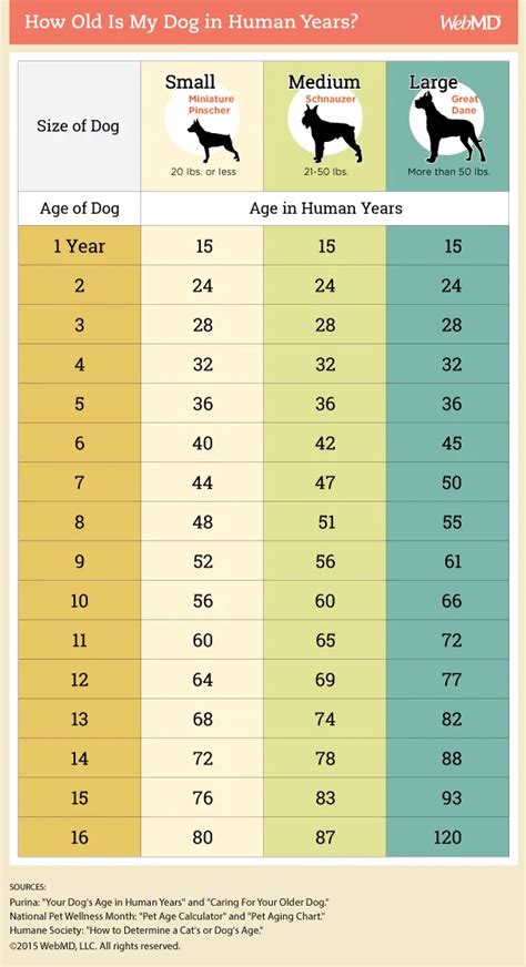 how to calculate dog age in months