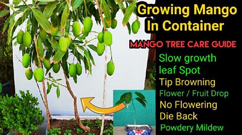 how to care for mango tree