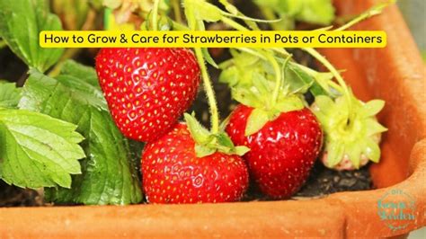 how to care for strawberries in pots