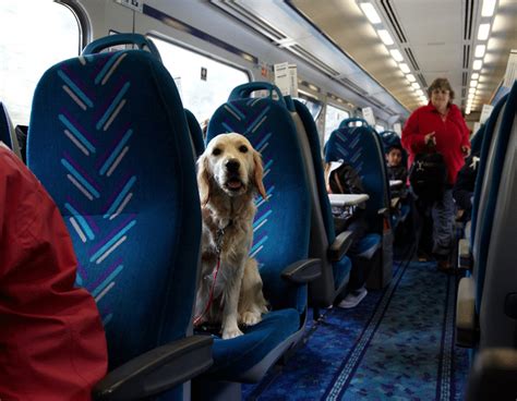 how to carry a dog in train