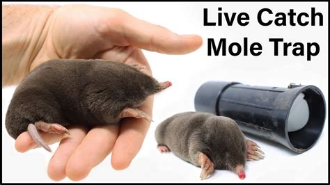 How To Catch A Mole And Find Yourself In Nature