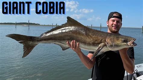 how to catch cobia in chesapeake bay