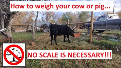 how to check calf kickstarter weight limit