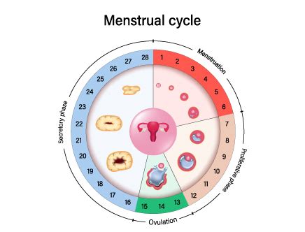 how to check ovulation period