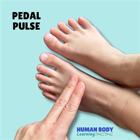 how to check pulse in feet