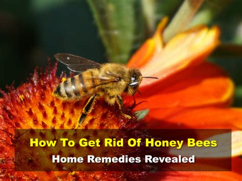 how to control honey bees in home