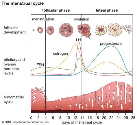 how to control your menstrual cycle
