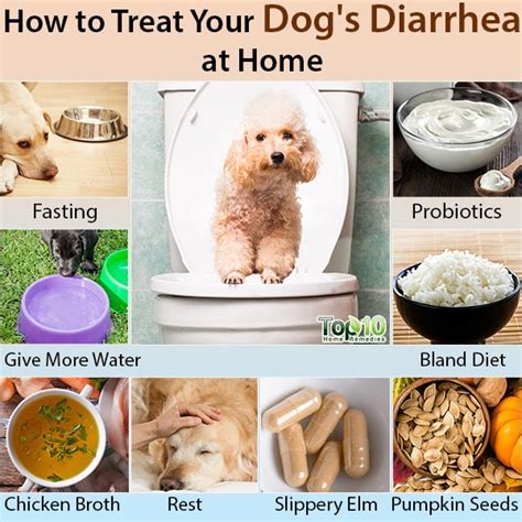 how to cure diarrhea in dogs