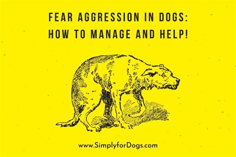 how to cure fear aggression in dogs