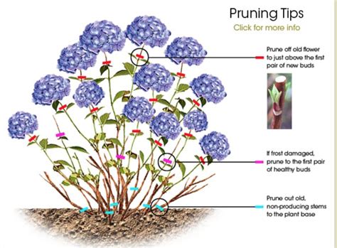 how to cut hydrangeas from bush
