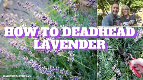 how to deadhead lavender youtube