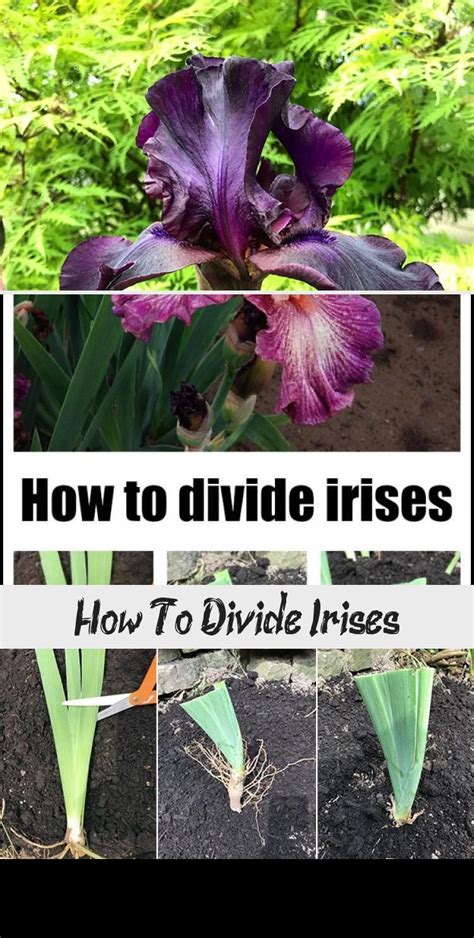 how to divide irises