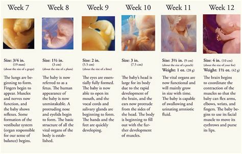 how to do abortions in second month