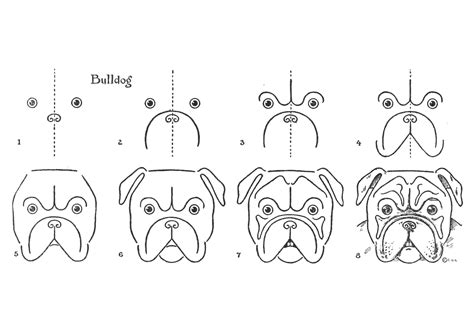 How To Draw A Bulldog Head