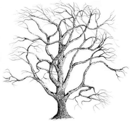 how to draw a leafless tree Lu Moffitt