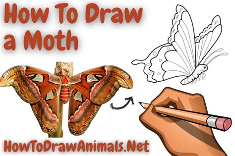 how to draw a moth step by step draw a moth YouTube