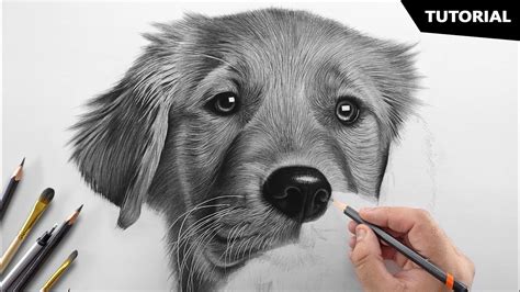 how to draw a realistic animals