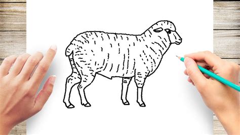 how to draw a realistic lamb