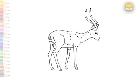 how to draw an impala