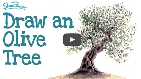 how to draw an olive tree step by step