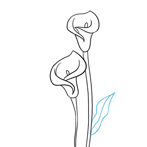 How To Draw Calla Lily Free Printable Coloring Calla Lily Coloring Page - Calla Lily Coloring Page