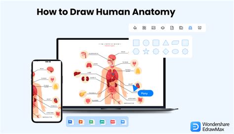 how to draw human structure