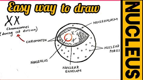 how to draw nucleus easily YouTube