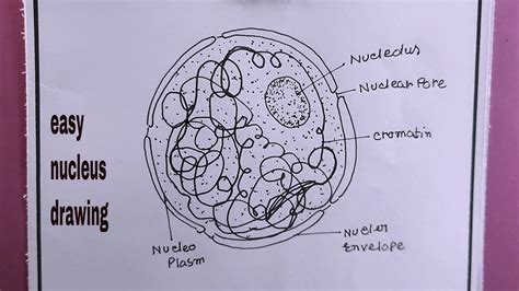 how to draw structure of nucleus easy/nucleus drawing YouTube