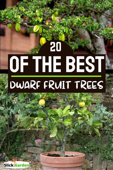 how to dwarf fruit trees