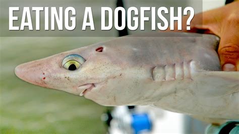how to eat dogfish eggs