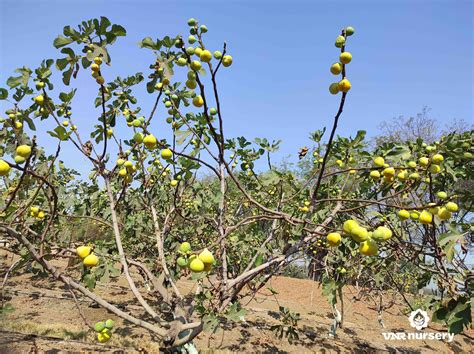 how to dwarf issue trees