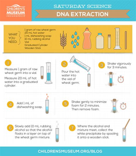 How To Extract Dna At Home Kids Science Dna Science Experiment - Dna Science Experiment