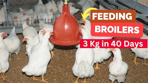 how to feed broilers for fast growth