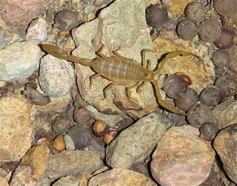 how to find a scorpion nest