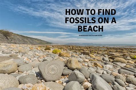 how to find fossils