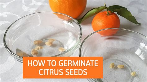 how to germinate citrus seeds
