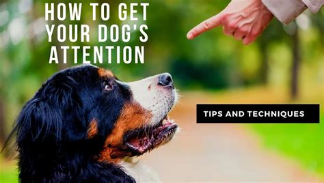 how to get a dogs attention