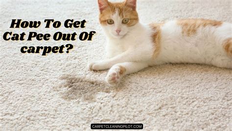 how to get a kitten to pee