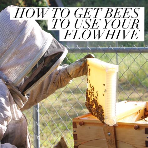 how to get bees in your hive