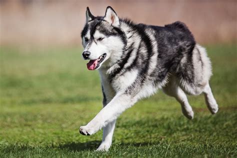 how to get husky