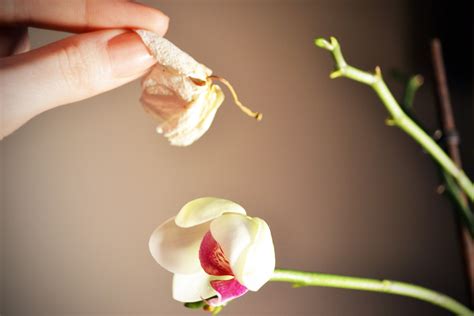 how to get orchids to flower