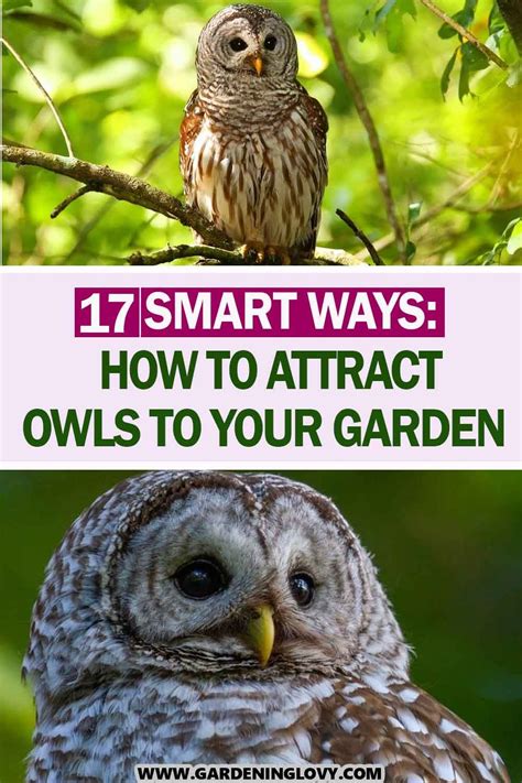 how to get owls in your garden