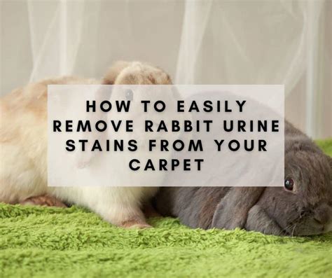 how to get rabbit urine out of carpet